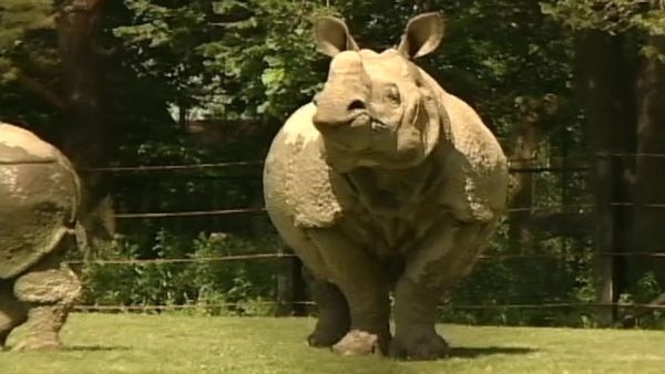 Zoo Diaries - Episode 05