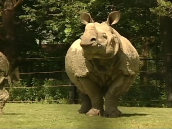 Zoo Diaries - Episode 05