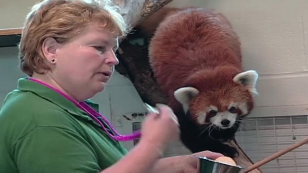 Zoo Diaries - Episode 06