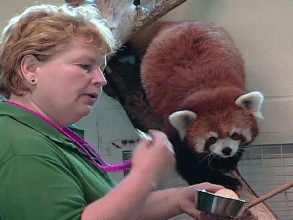 Zoo Diaries - Episode 06