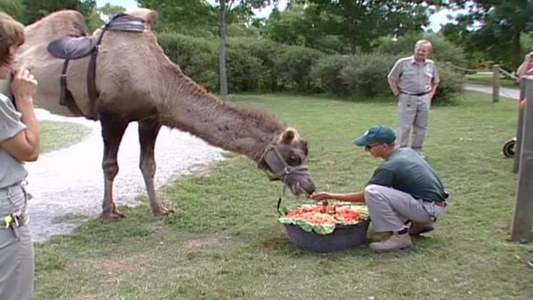 Zoo Diaries - Episode 05