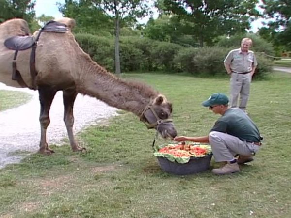 Zoo Diaries - Episode 05