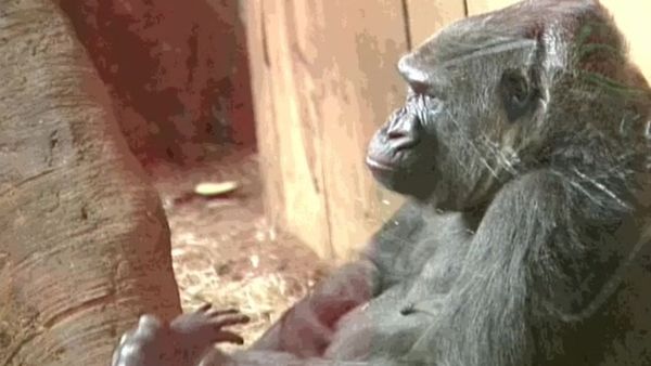 Zoo Diaries - Episode 01