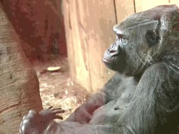 Zoo Diaries - Episode 01