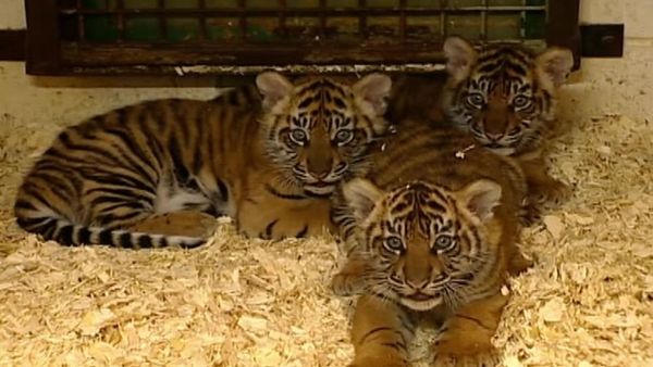 Zoo Diaries - Episode 07