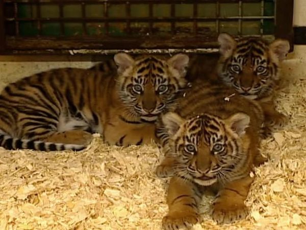 Zoo Diaries - Episode 07