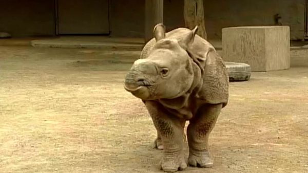 Zoo Diaries - Episode 03