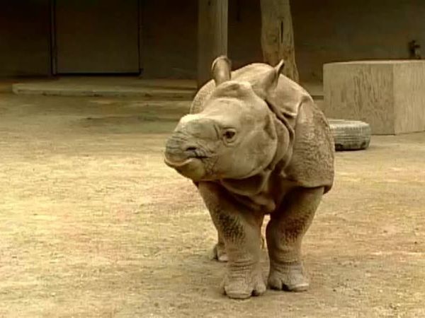 Zoo Diaries - Episode 03