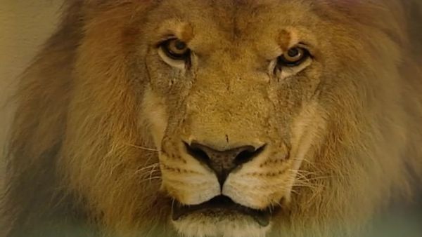Zoo Diaries - Episode 08