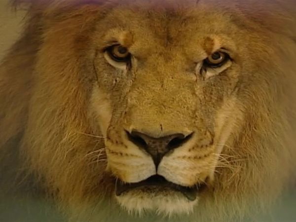 Zoo Diaries - Episode 08
