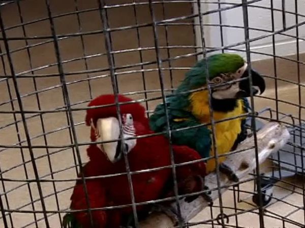 Zoo Diaries - Episode 17