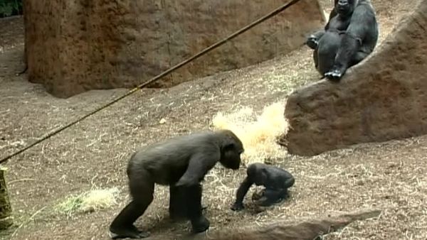Zoo Diaries - Episode 02