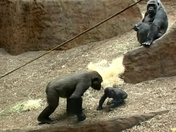 Zoo Diaries - Episode 02