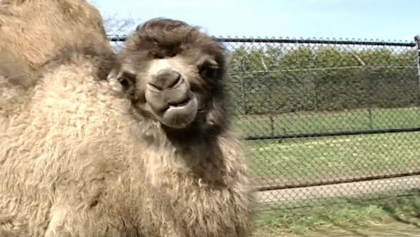 Zoo Diaries - Episode 05