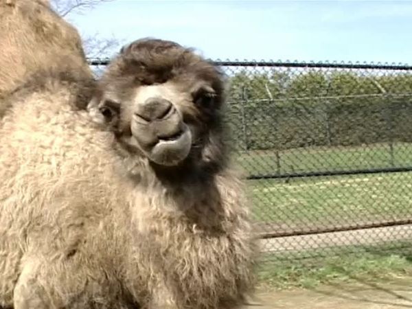 Zoo Diaries - Episode 05