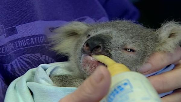 Zoo Diaries - Episode 07