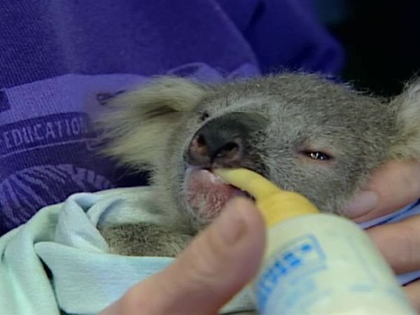 Zoo Diaries - Episode 07