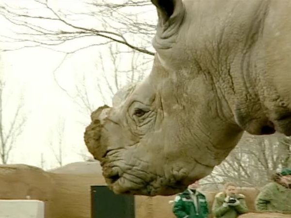 Zoo Diaries - Episode 08