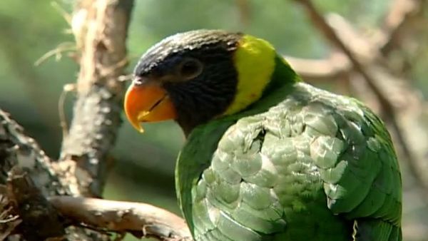 Zoo Diaries - Episode 09