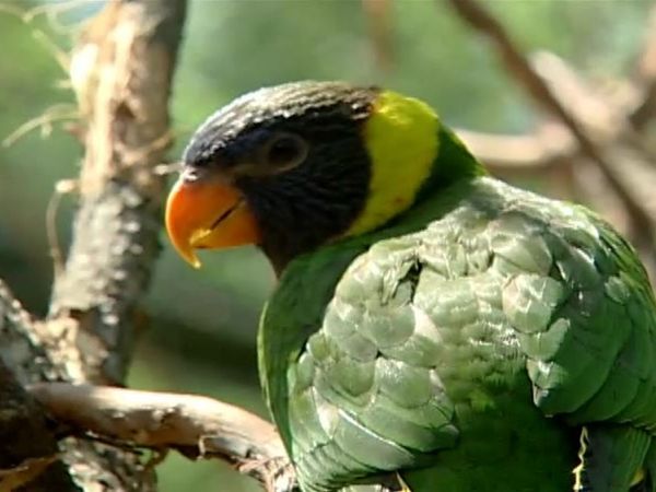 Zoo Diaries - Episode 09