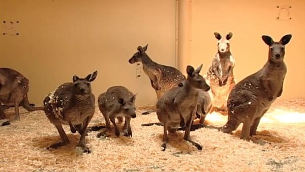 Zoo Diaries - Episode 10