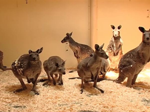 Zoo Diaries - Episode 10