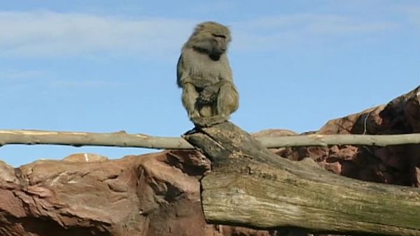 Zoo Diaries - Episode 03