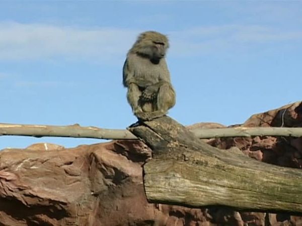 Zoo Diaries - Episode 03