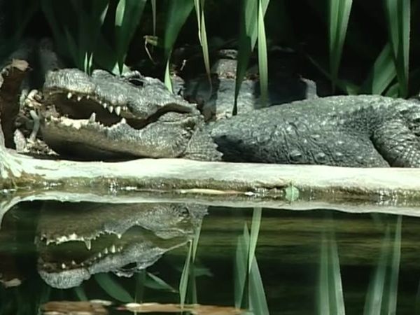 Zoo Diaries - Episode 11