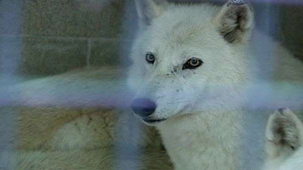 Zoo Diaries - Episode 22