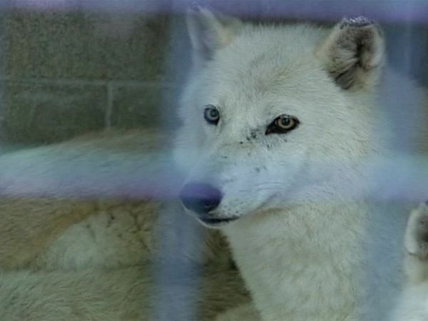 Zoo Diaries - Episode 22
