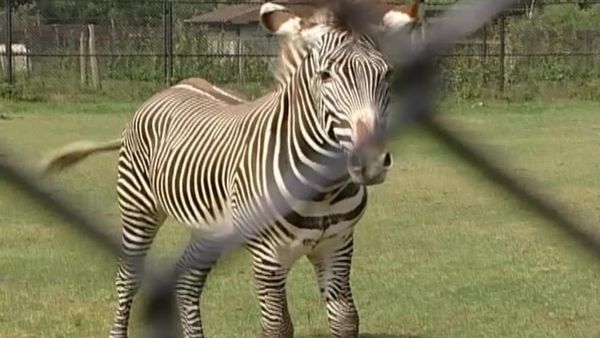 Zoo Diaries - Episode 23