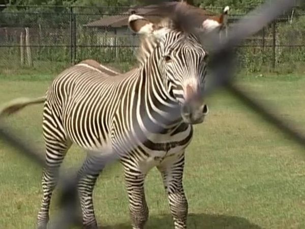 Zoo Diaries - Episode 23