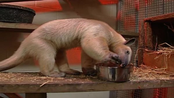 Zoo Diaries - Episode 24