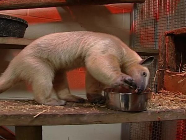 Zoo Diaries - Episode 24