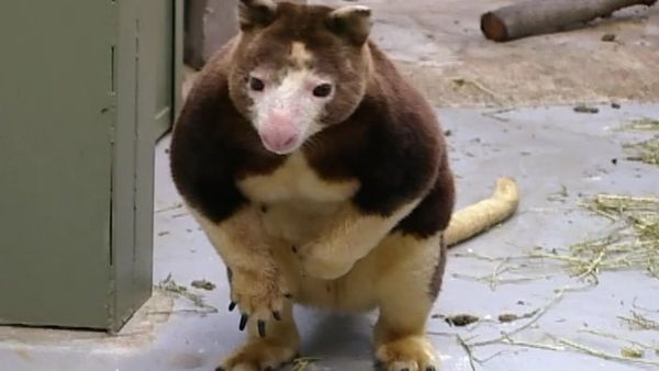 Zoo Diaries - Episode 10