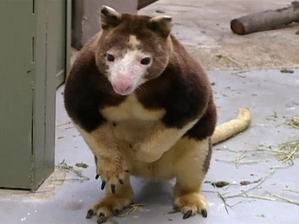 Zoo Diaries - Episode 10