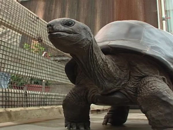 Zoo Diaries - Episode 29