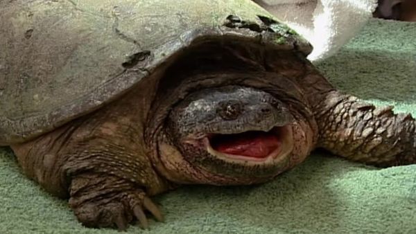 Zoo Diaries - Episode 25
