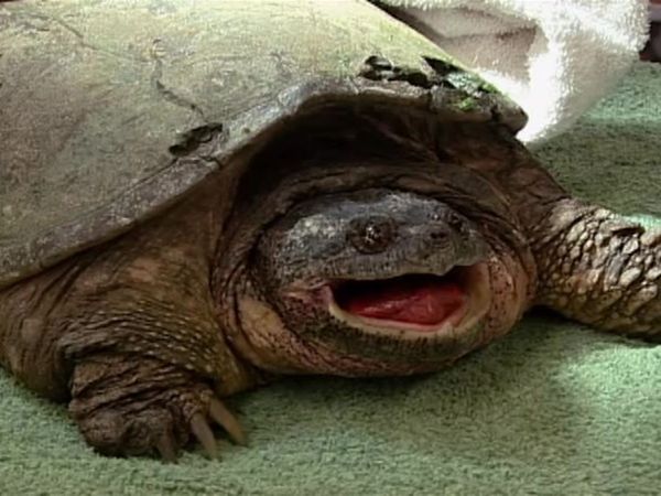 Zoo Diaries - Episode 25