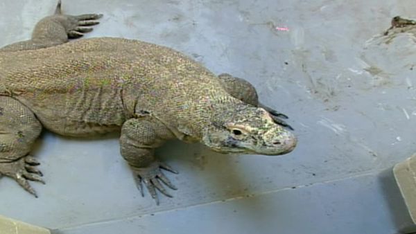 Zoo Diaries - Episode 27