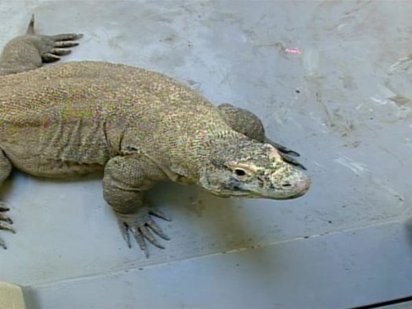 Zoo Diaries - Episode 27