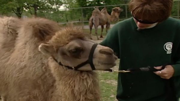 Zoo Diaries - Episode 12