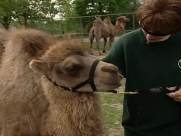 Zoo Diaries - Episode 12