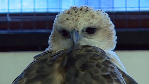 Zoo Diaries - Episode 30