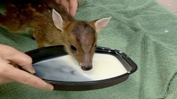 Zoo Diaries - Episode 13
