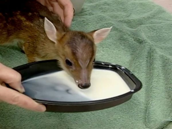 Zoo Diaries - Episode 13