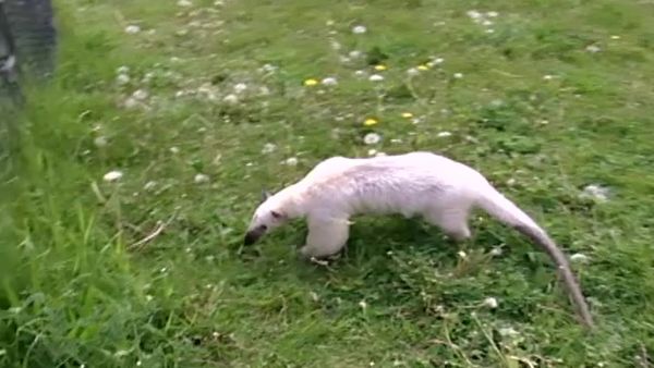Zoo Diaries - Episode 15