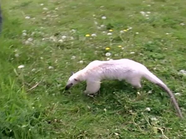 Zoo Diaries - Episode 15