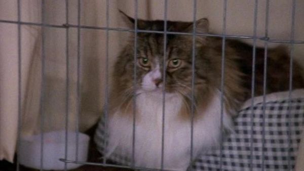 Sabrina the Teenage Witch - Cat Showdown